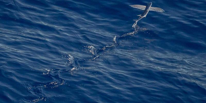 告别线缆束缚！东莞龙凯LED会议一体机如何重塑高效无线办公新生态